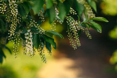 Branches of bird cherry on blurred sunny background.の写真素材