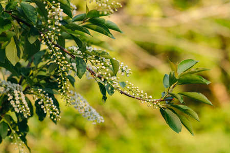 Branches of bird cherry on blurred sunny background.の写真素材