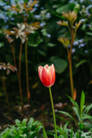 A flower of a red tulip on a blurred background of other flowers.の写真素材
