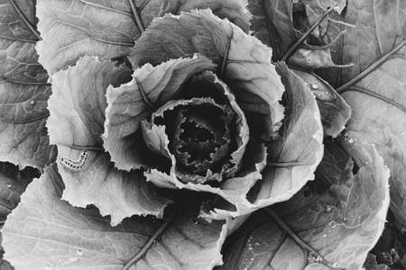 Leaves of growing cabbage close-up. Vegetable garden. Caterpillar. Monochrome.の写真素材