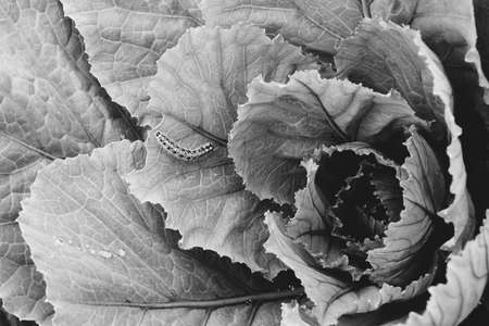 Leaves of growing cabbage close-up. Vegetable garden. Caterpillar. Monochrome.の写真素材