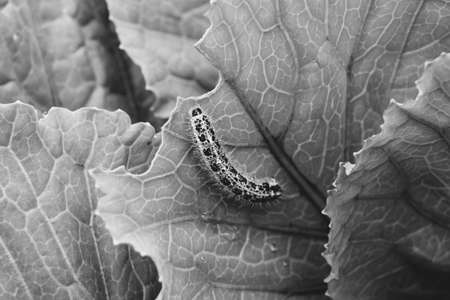 The caterpillar crawls on a leaf of green cabbage. Pest. Macro.の写真素材