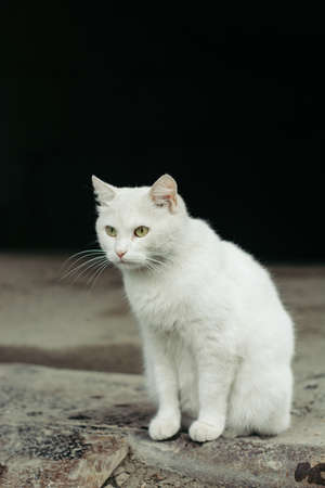 White street cat with green eyes on a black background.の写真素材