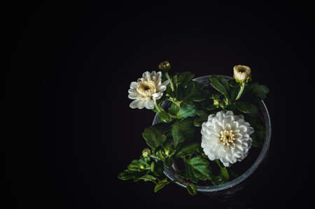 A flower of chrysanthemum white and buds in a small plastic cup. Young plant on a black background. Picturesque.の写真素材