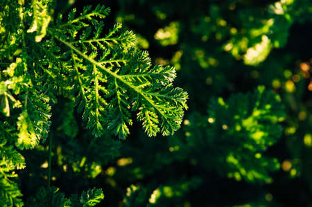One leaf of tansy on a background of green grass on a sunny evening.の写真素材