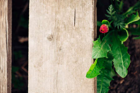 One bud of Coreopsis pink on the background of a wooden board.の写真素材
