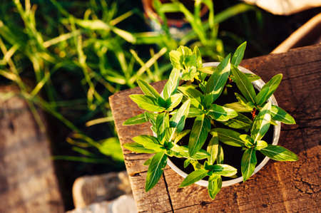 Seedlings catharanthus in a white pot on a wooden surface. Sunny evening. Bright sun rays.の写真素材