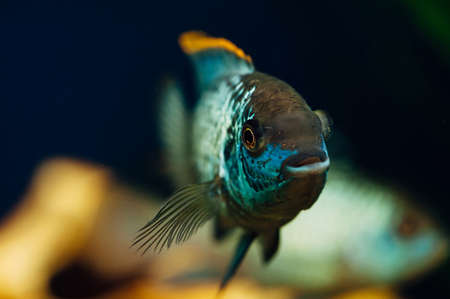 Nannacara. Blue fish in the background of a decorative ship. Ceramics. Yellow.