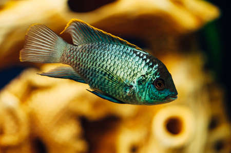Nannacara. Blue fish in the background of a decorative ship. Ceramics. Yellow.の写真素材