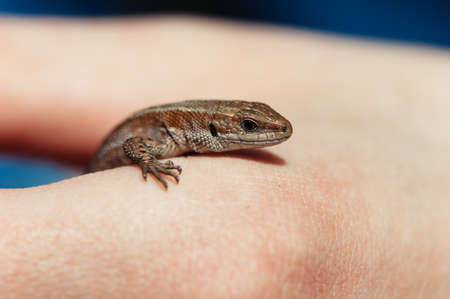 Little brown lizard in a female hand close-up.の写真素材