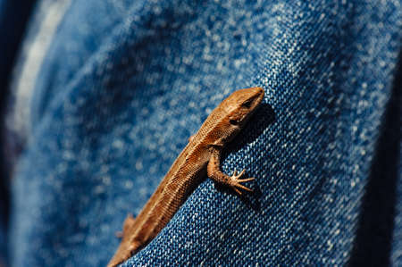 Little brown lizard crawling on a denim jacket clad person.の写真素材