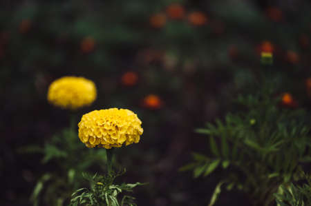 Yellow marigold flower on a background of dark grass. Atmospheric.の写真素材