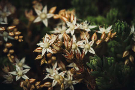 Sedum album spanish blooming white. Succulent plant. Magic beautiful flowers close-up.の写真素材