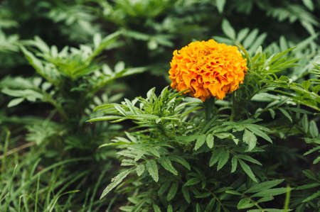Orange marigold flower on a background of green grass.の写真素材