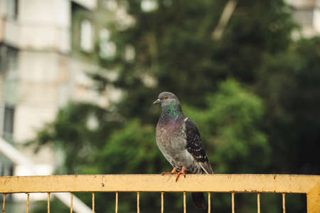 Pigeons sit on a yellow iron fence against the background of city trees.の写真素材