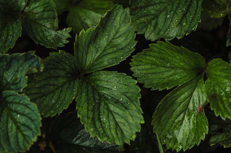 Drops on the green leaves of strawberries in the home garden after the rain.の写真素材