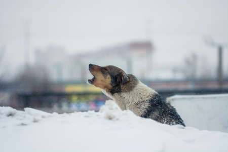 The yard dog sits in the snow in winter. The dog howls from the cold and hopelessness.の写真素材