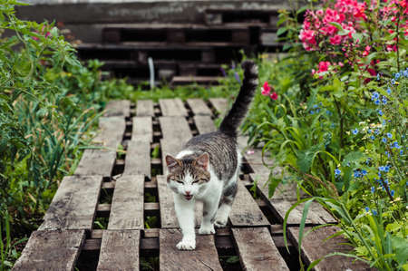 A gray striped cat walks along a path made of wooden pallets in the garden.の写真素材