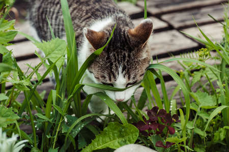 Tabby cat in the green grass close-up. The dew on the grass.の写真素材