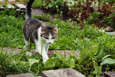 Tabby cat in the green grass close-up. The dew on the grass.