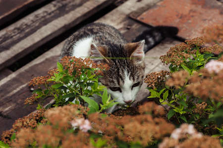 Striped cat among the dried small flowers close-up. The dew on the grass.の写真素材