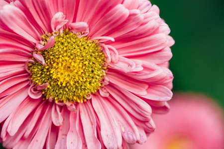 Aster pink close-up. Pink delicate flowers. Macro.の写真素材