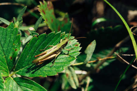 A green grasshopper sits on a strawberry leaf.の写真素材