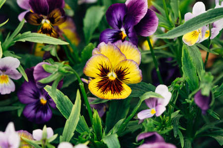 Wittrockiana. Pansy. Garden Yellow violet close-up.の写真素材