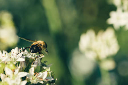 A bee flies over a white flower on a green blurred background.の写真素材