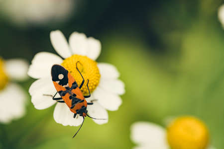 Pyrrhocoris apterus is on the chamomile. Bug on the flower.の写真素材