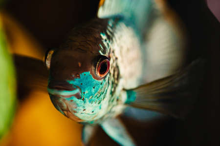 Nannacara. Blue fish floats in a home aquarium close-up.の写真素材