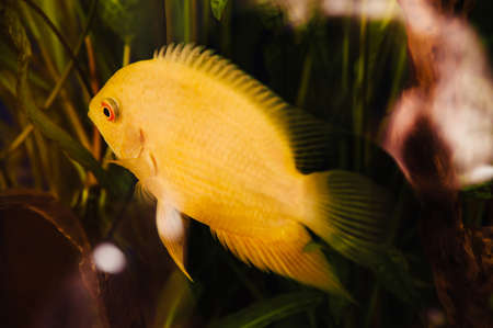 Heros severus floats in a home aquarium among algae. A big yellow fish.