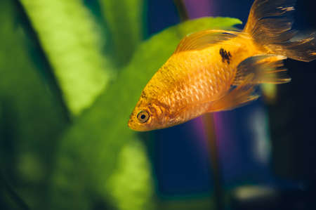 The barbus floats in the home aquarium close up. Beautiful aquarium goldfish.の写真素材