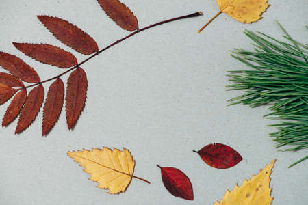 A bright autumn herbarium, located on a cardboard with an empty space for the inscription in the center.の写真素材