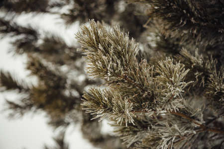 The branches of the coniferous tree covered with snow.の写真素材