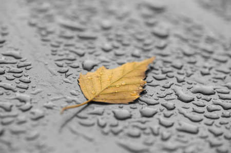 Yellow leaf on a wet surface. Raindrops.の写真素材