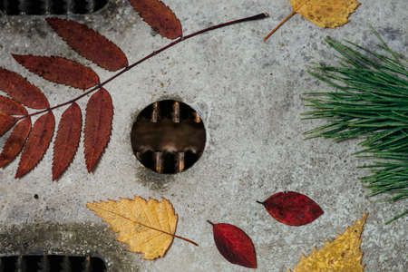 A bright autumn herbarium, located on a metal surface damaged by corrosion.の写真素材