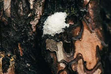 Texture of old pine close-up. Incredibly beautiful pattern. Little snow on tree. Ice cubes on pine. Macro photography.の写真素材