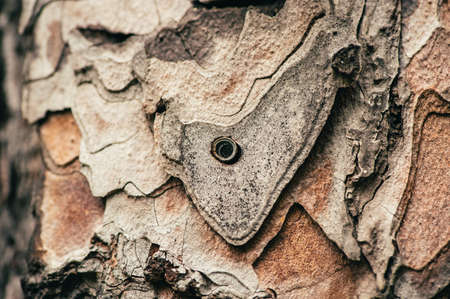 Texture of old pine close-up. Incredibly beautiful pattern. Bullet from rifle struck tree. Tree is damaged. Negative influence of man on nature. Macro photography.の写真素材