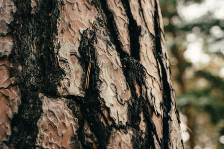 Texture of old pine close-up. Incredibly beautiful pattern. Macro photography.の写真素材