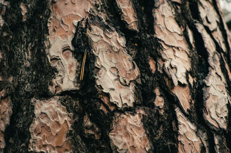Texture of old pine close-up. Incredibly beautiful pattern. Macro photography.の写真素材