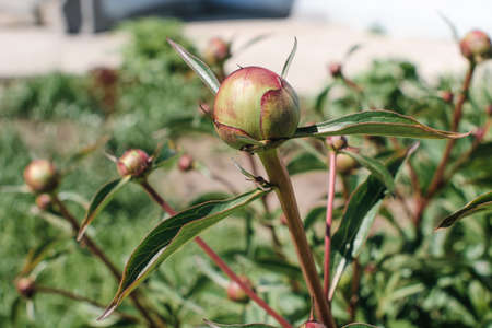 Detailed image of peony bud close up. Insects run on bud.の写真素材