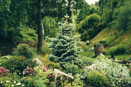 Beautiful herringbone grow in green garden with small pink flowers and other plants hot summer.の写真素材