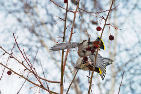 Two beautiful waxwings fighting for berries on brunch of tree. Colorful migratory songbirds sing on sky background.の写真素材