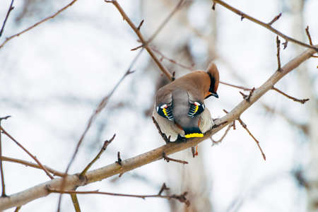 Beautiful waxwing sits on brunch of tree. Colorful migratory songbird sing on sky background.の写真素材