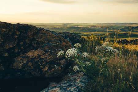 Beautiful wild flowers grow in rock hill on sunset sky background. Apiaceae or Umbelliferae family....