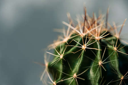 Macro photography of small beautiful green cactus close-up on background of abstract gray-blue.