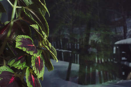 Varicolored leaves of coleus close-up on window glass backdrop. Picturesque background image of bright leaves of beautiful houseplant.の写真素材