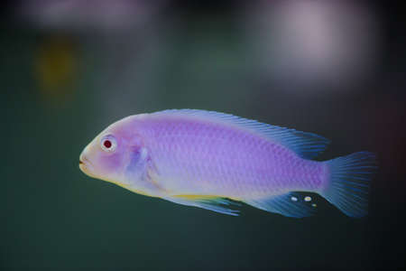 Albino Zebras fish floats in aquarium. Metriaclima pyrsonotos, cichlids, mbuna in fish tank.の写真素材