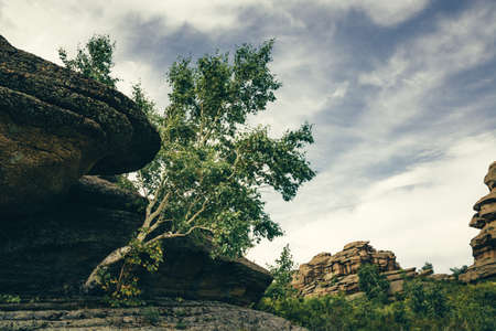 Beautiful birch grows in unique rock surrounded by greenery on background of other rocky hills of unique form under overcast sky. Tree grows through rock.の写真素材